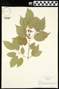 Cornus drummondii image