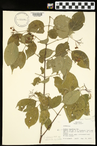 Cornus drummondii image