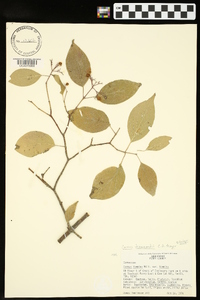 Cornus drummondii image