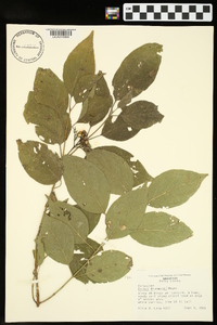 Cornus drummondii image