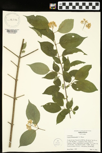 Cornus drummondii image