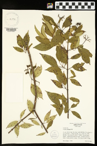 Cornus obliqua image