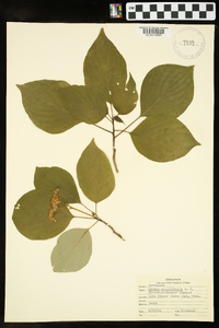 Cornus alternifolia image