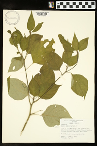 Cornus alternifolia image