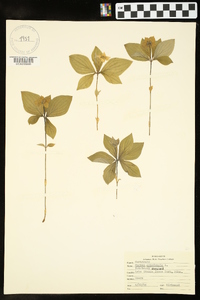 Cornus canadensis image