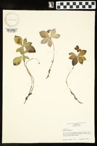 Cornus canadensis image