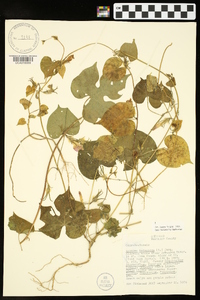 Ipomoea hederacea image