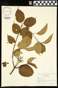 Cornus stricta image