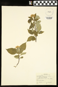 Cornus sericea subsp. sericea image