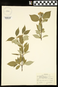 Cornus sericea subsp. sericea image