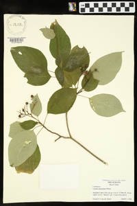 Cornus sericea subsp. sericea image