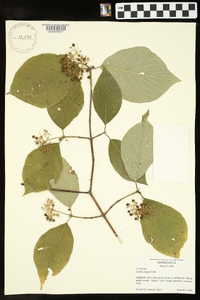 Cornus rugosa image