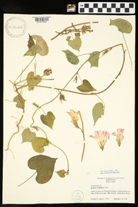 Ipomoea hederacea image