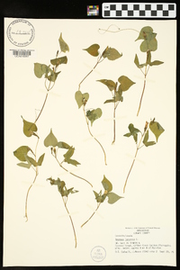 Ipomoea lacunosa image