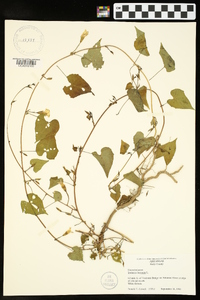 Ipomoea lacunosa image