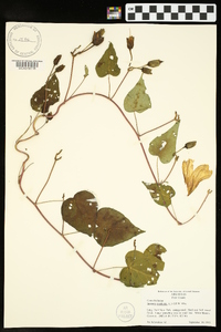 Ipomoea pandurata image