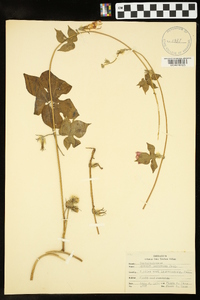 Ipomoea hederacea image