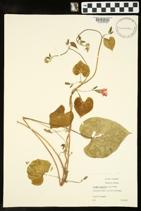 Ipomoea purpurea image