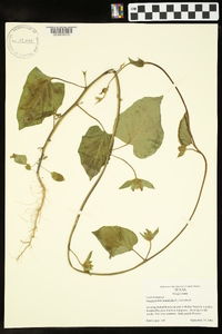 Jacquemontia tamnifolia image