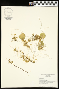 Cuscuta cuspidata image