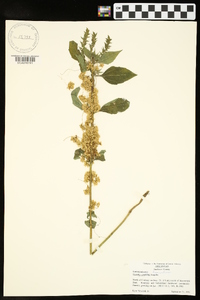 Cuscuta cuspidata image