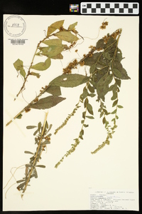 Cuscuta cuspidata image