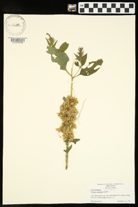 Cuscuta cuspidata image