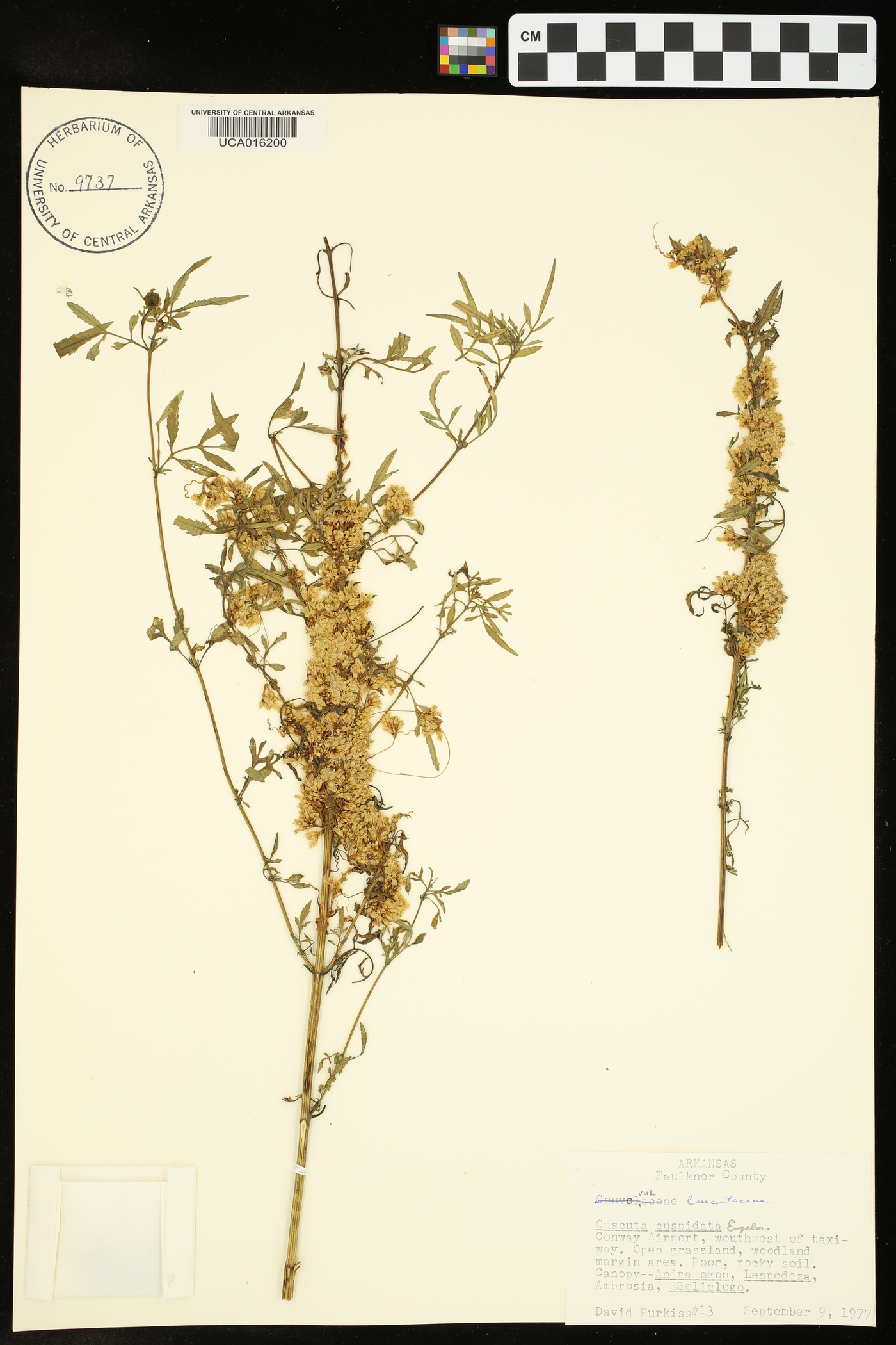 Cuscuta cuspidata image