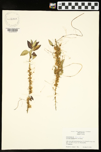 Cuscuta compacta image