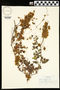 Cuscuta cuspidata image