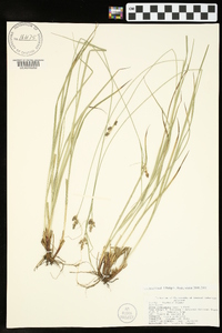 Carex complanata image