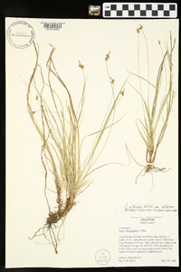 Carex albicans var. albicans image