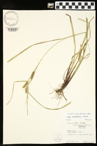 Carex aureolensis image