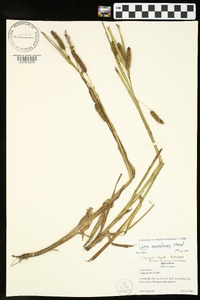 Carex aureolensis image