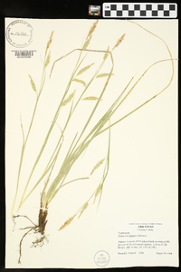 Carex cherokeensis image