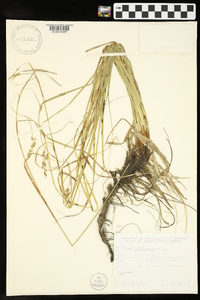 Carex cherokeensis image