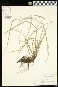 Carex cherokeensis image