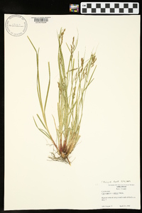 Carex debilis var. debilis image