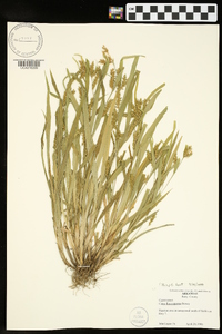 Carex flaccosperma image