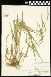 Carex glaucodea image