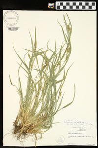 Carex glaucodea image