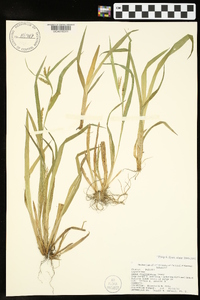 Carex flaccosperma image