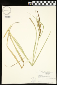 Carex hyalinolepis image