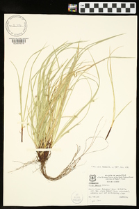 Carex jamesii image