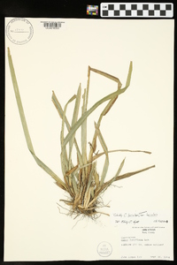 Carex laxiculmis var. laxiculmis image