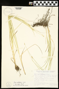 Carex muehlenbergii var. enervis image