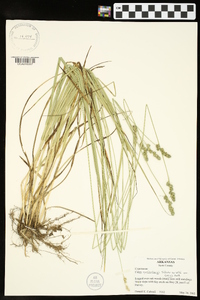 Carex muehlenbergii var. enervis image