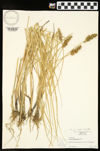 Carex oklahomensis image