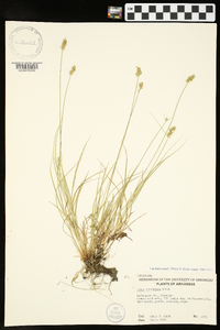 Carex retroflexa image