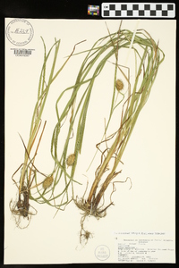 Carex squarrosa image